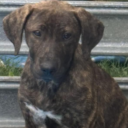 No photo for Sarafina