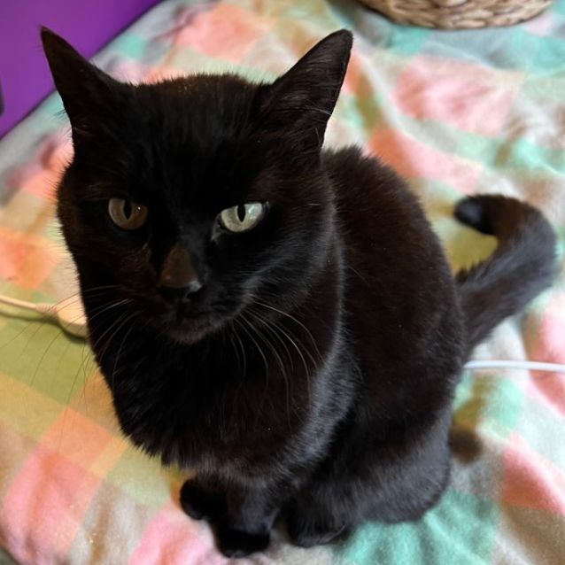 Photo of Miss Kitty   Can Deliver To You