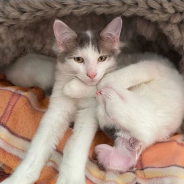 Photo of Buttons ^^Dandy Cat Rescue^^