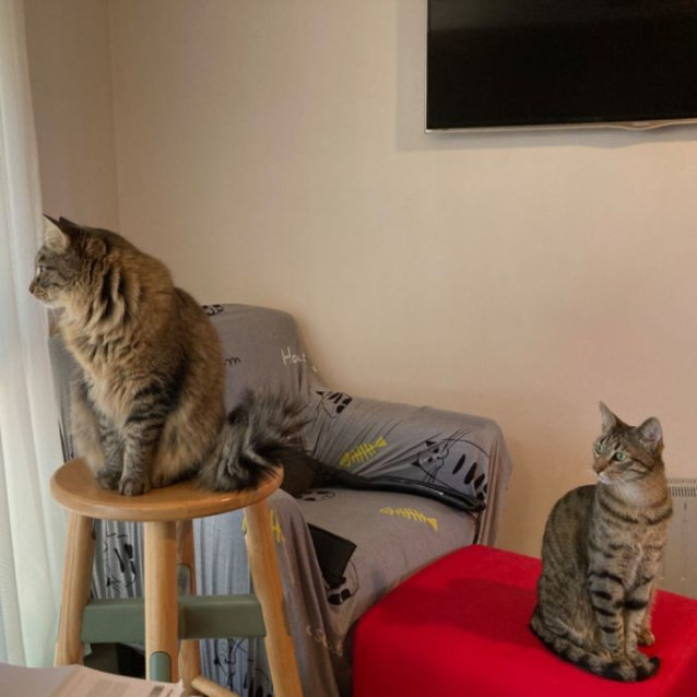 Photo of Milo & Brownie 💙💙