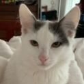 Photo of Cotton ^Dandy Cat Rescue^