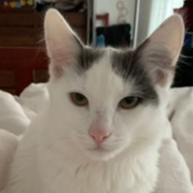 Photo of Cotton ^Dandy Cat Rescue^