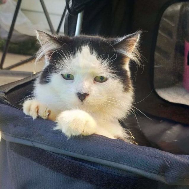 Photo of Darla (Located In Sunshine)