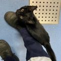 Photo of Merlin