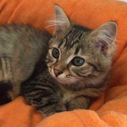 Annie ^^Dandy Cat Rescue^^