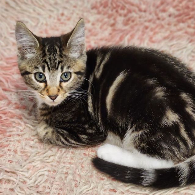 Photo of Salsa ^^Dandy Cat Rescue^^