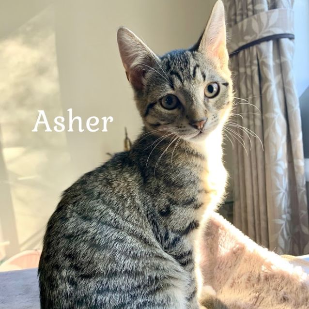 Asher Male Domestic Short Hair Cat In Nsw Petrescue