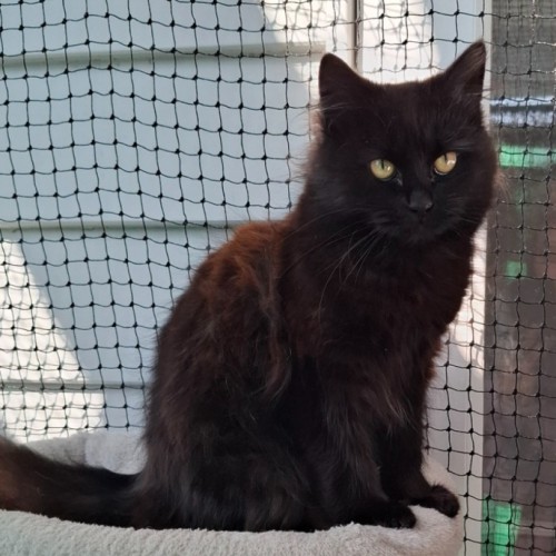 Salem