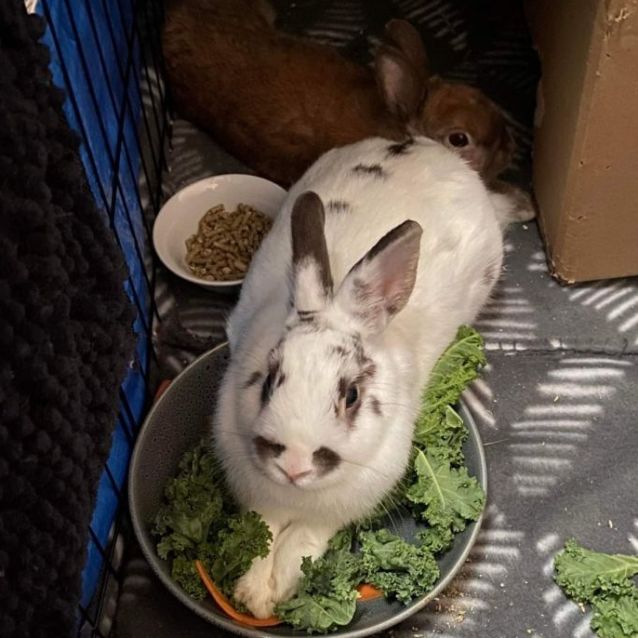 Photo of Daisy & Hugh (Located In Kingsville)