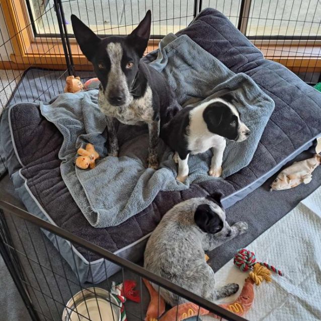 Flick kennel discount