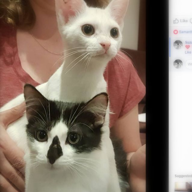 Photo of Milkshake And Pluto   Bonded Pair