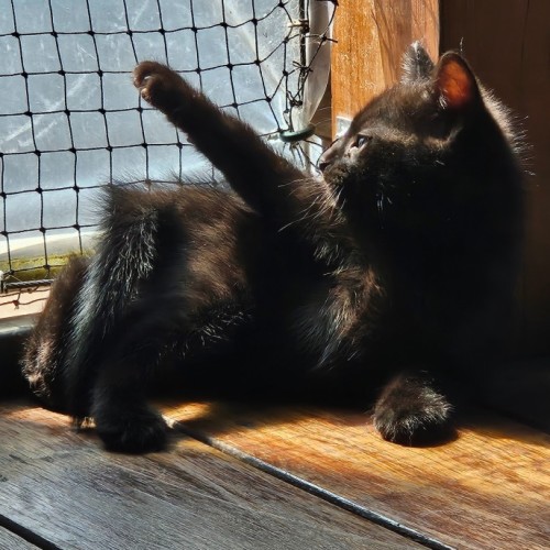 Jag ** 2nd Chance Cat Rescue **