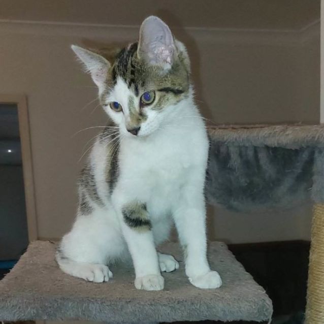 Photo of Doody 😺