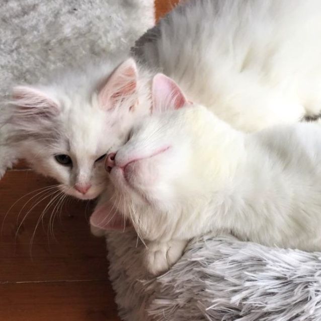 Photo of Polar Bear ^^Dandy Cat Rescue^^