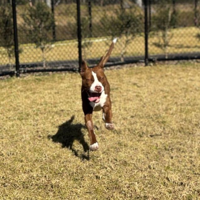 Photo of Trixie Imp 1146