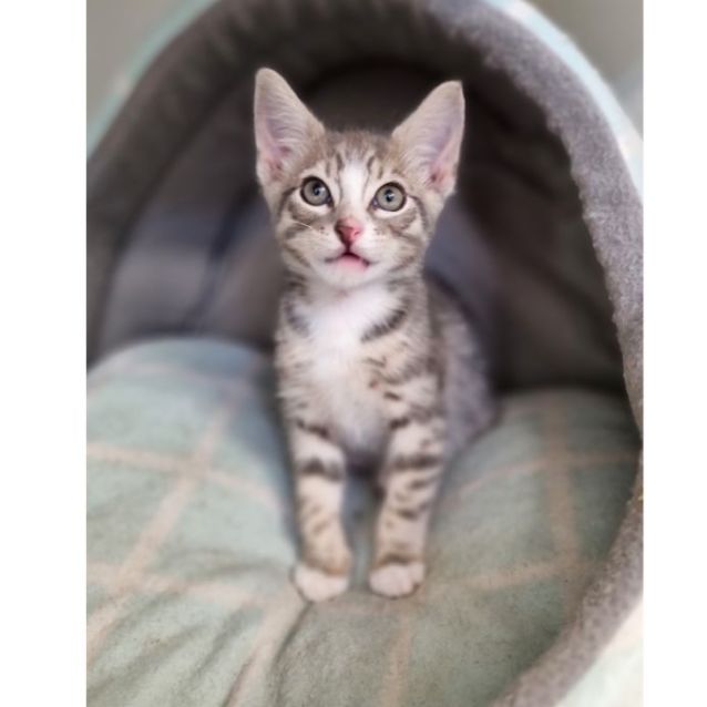 Photo of Casper 