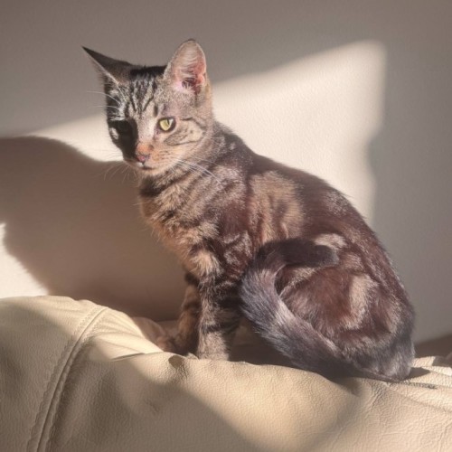 S'mores - Located in Frankston