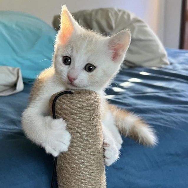 Photo of Otto