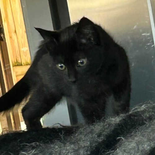 Hitam & Yana (Can be adopted separately)