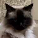 Photo of Tahlulah