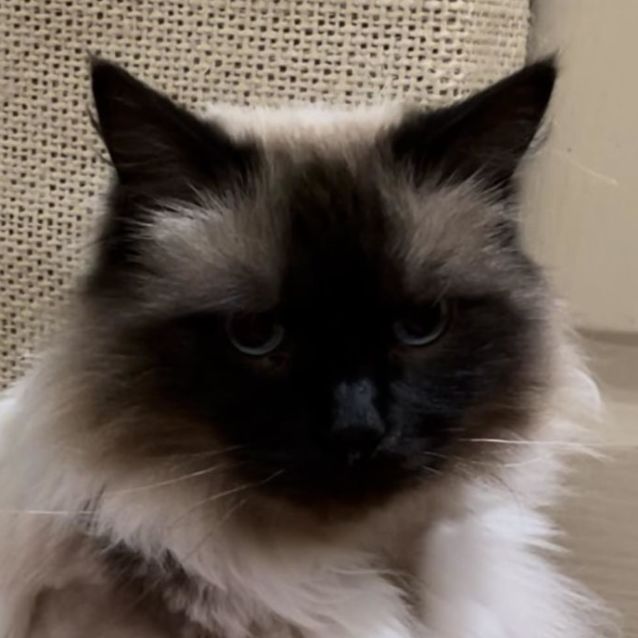 Photo of Tahlulah