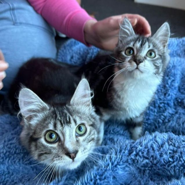 Photo of Monica & Chandler 🌺😺