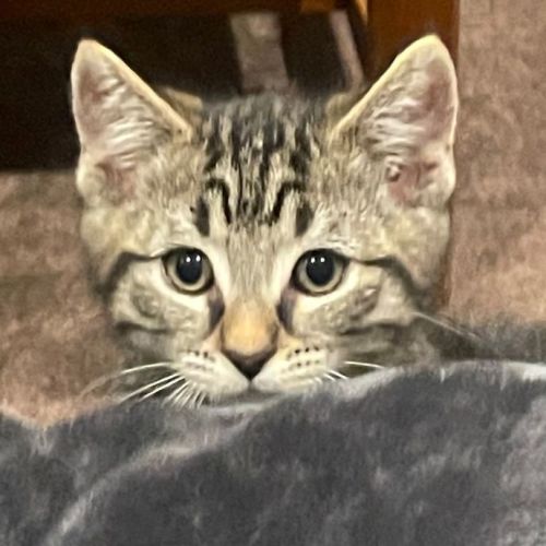 Riley ** 2nd Chance Cat Rescue**