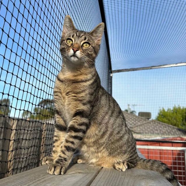 Photo of  Truman & Christof ^Dandy Cat Rescue^