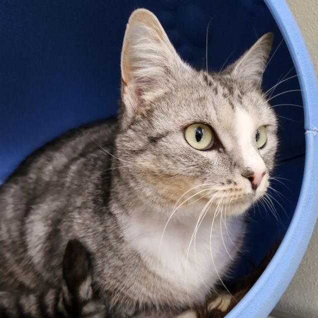 Photo of 🧇 Waffles F02550 🧇