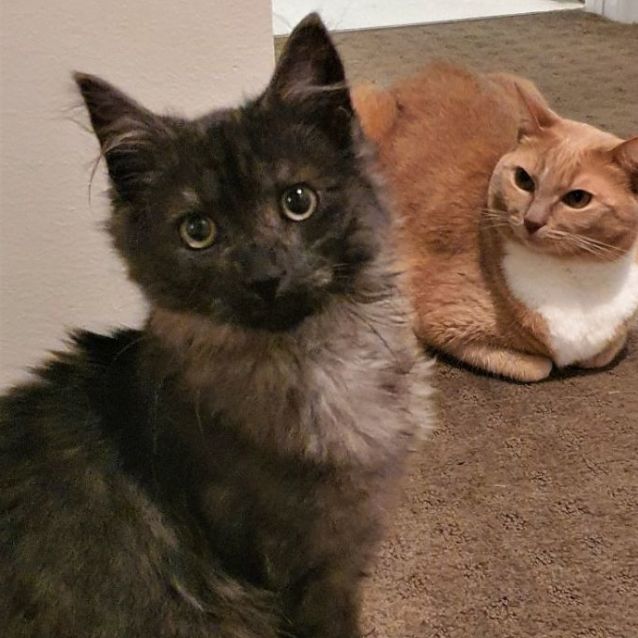 Photo of Parker ^Dandy Cat Rescue^