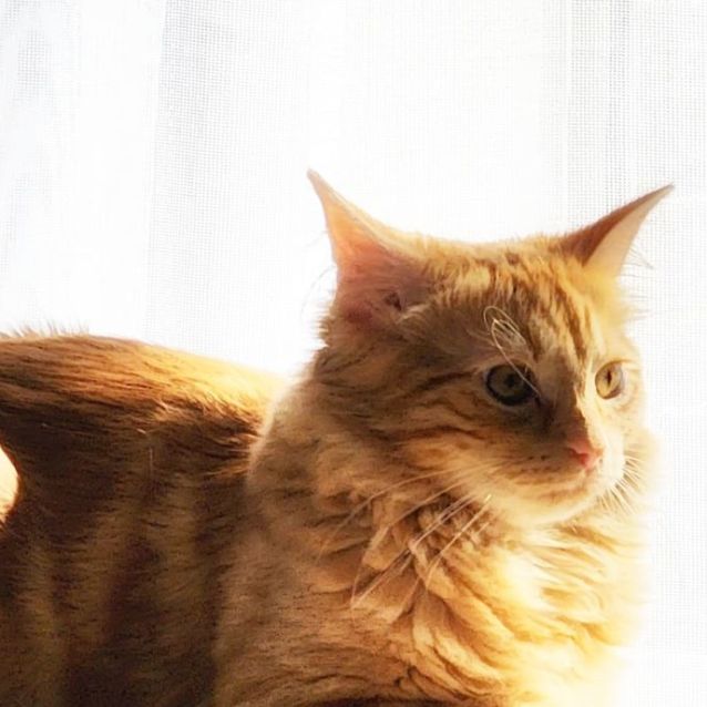 Photo of Rusty ^Dandy Cat Rescue^