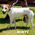 Photo of Monty