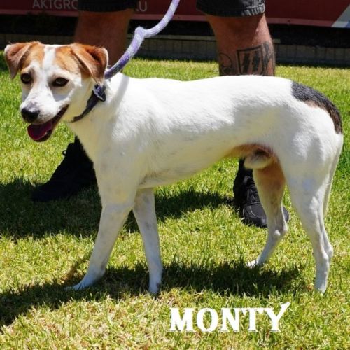 Monty