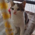Photo of Kitty