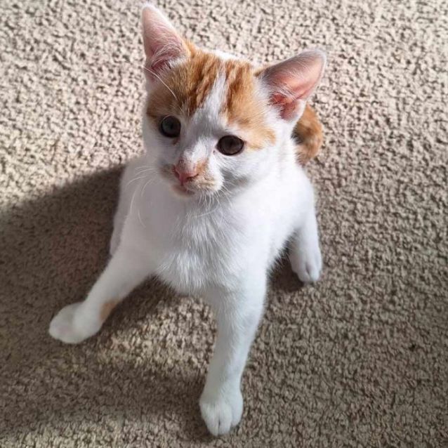 Photo of Peanut   Located In Narre Warren South