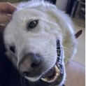 Photo of Gamina