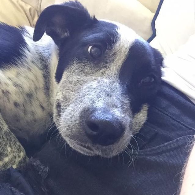 Photo of Banjo