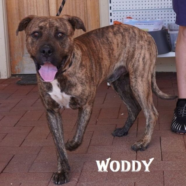 Photo of Woody