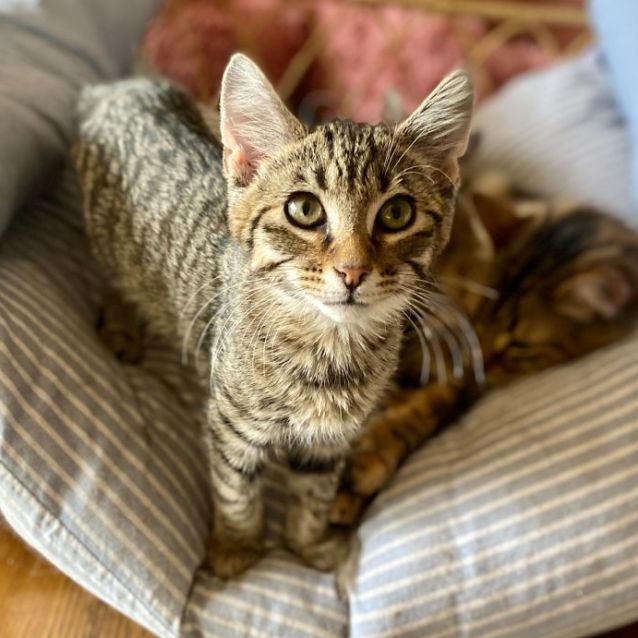 Photo of Zane **2nd Chance Cat Rescue**