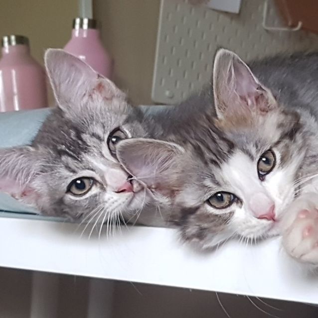 Photo of Lucy And Dezi