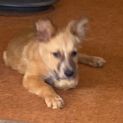 Photo of Gizmo