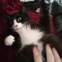 Photo of Lord Tobias Darcy Iii