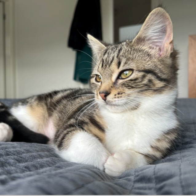 Photo of Valeria **2nd Chance Cat Rescue**