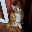Photo of Spot