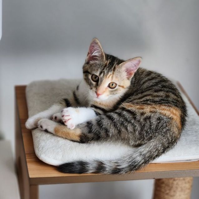 Photo of Sprite ^^Dandy Cat Rescue^^