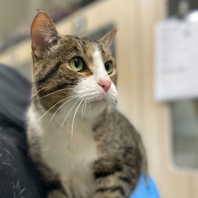 Photo of 🩰 Adalee 5189 🩰