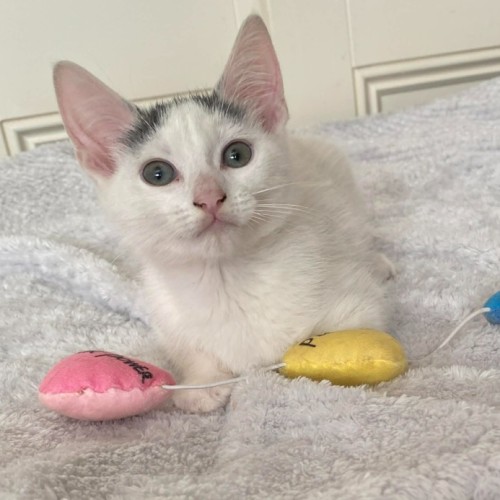 Eddie *9 Lives Project Rescue*