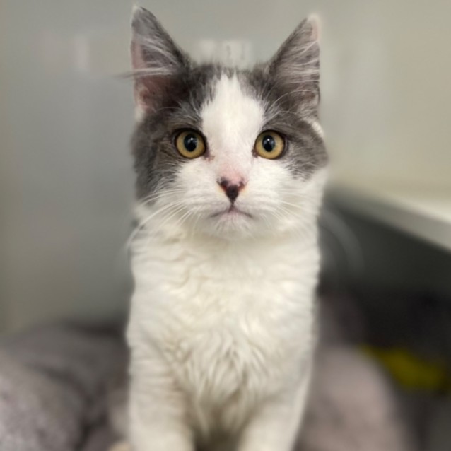 Photo of Smokey