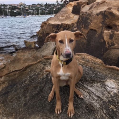 Mia - adoption pending