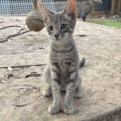 No photo for Toulouse